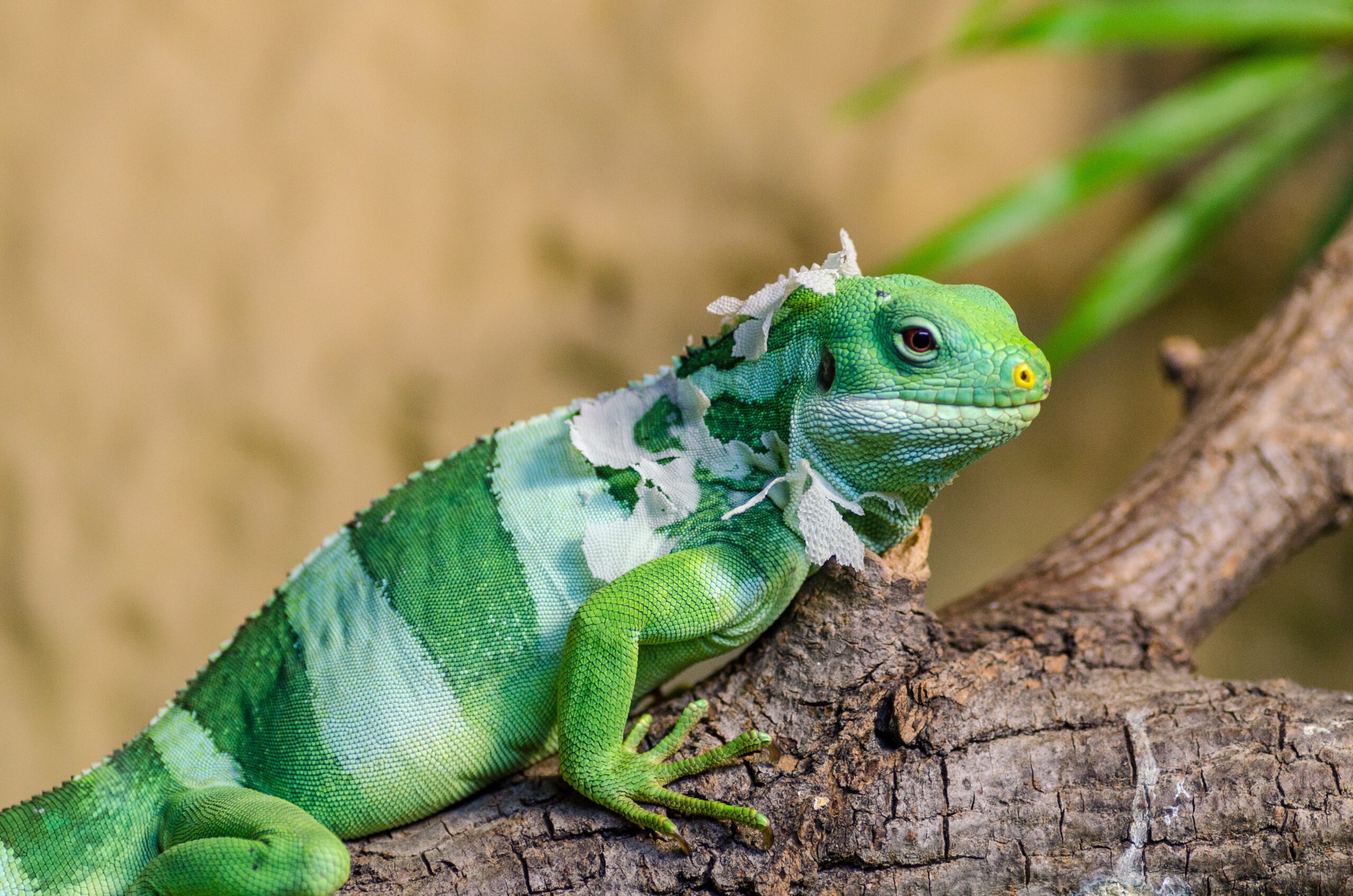 green-iguana-on-brown-branch-closeup-photo-1309087 green-iguana-on-brown-branch-closeup-photo-1309087